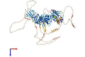 TJP3 Protein (AA 1-919) (His tag)