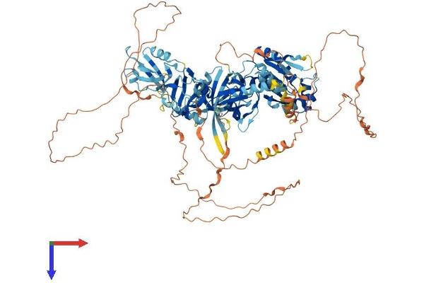 TJP3 Protein (AA 1-919) (His tag)