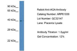 Western Blotting (WB) image for anti-Aspartylglucosaminidase (AGA) (Middle Region) antibody (ABIN2788660) (AGA 抗体  (Middle Region))