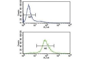 Image no. 5 for anti-B-Cell CLL/lymphoma 6 (BCL6) (AA 519-547) antibody (ABIN3030105)