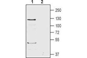 Western blot analysis of human HL-60 promyelocytic leukemia cell lysates: - 1. (ADGRB1 抗体  (Extracellular))