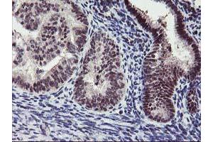 Image no. 4 for anti-Ankyrin Repeat Domain 53 (ANKRD53) (AA 1-300) antibody (ABIN1490719) (ANKRD53 抗体  (AA 1-300))