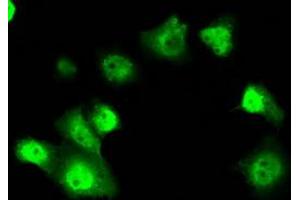 Anti-SRR mouse monoclonal antibody (ABIN2453685) immunofluorescent staining of COS7 cells transiently transfected by pCMV6-ENTRY SRR (RC210359). (SRR 抗体)