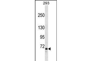 FOXP2 Antibody (Ascites) ABIN1539974 western blot analysis in 293 cell line lysates (35 μg/lane).