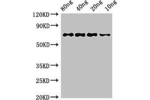 Western Blot Positive WB detected in Recombinant protein All lanes: htpG antibody at 3 μg/mL Secondary Goat polyclonal to rabbit IgG at 1/50000 dilution predicted band size: 72 kDa observed band size: 72 kDa (HtpG (AA 1-624) 抗体)