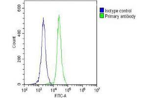 Overlay histogram showing HL-60 cells stained with C (green line). (PLA2G7 抗体  (AA 200-228))