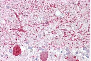 Immunohistochemistry with Brain, cerebellum tissue at an antibody concentration of 5µg/ml using anti-PON1 antibody (ARP41400_P050) (PON1 抗体  (Middle Region))