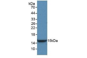 Detection of Recombinant VEGFC, Rat using Monoclonal Antibody to Vascular Endothelial Growth Factor C (VEGFC) (VEGFC 抗体  (AA 108-223))