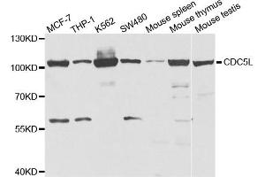 Western Blotting (WB) image for anti-CDC5 Cell Division Cycle 5-Like (S. Pombe) (CDC5L) antibody (ABIN1876740) (CDC5L 抗体)