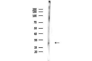anti-Fibroblast Growth Factor 12 (FGF12) (C-Term) antibody