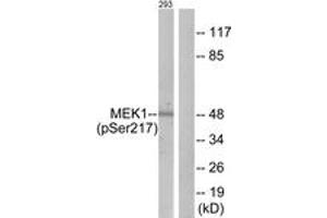 Western blot analysis of extracts from 293 cells treated with PMA 125ng/ml 30', using MEK1/2 (Phospho-Ser217) Antibody. (MEK1/2 抗体  (pSer218))