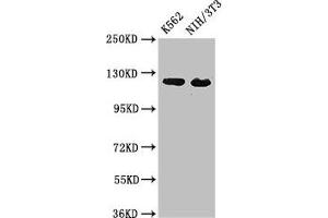 Western Blot Positive WB detected in: K562 whole cell lysate, NIH/3T3 whole cell lysate All lanes: XPO1 antibody at 3 μg/mL Secondary Goat polyclonal to rabbit IgG at 1/50000 dilution Predicted band size: 124 kDa Observed band size: 124 kDa (XPO1 抗体  (AA 625-845))