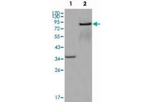 Western blot analysis using EPHA7 monoclonal antibody, clone 6C8G7  against truncated GST-EPHA7 recombinant protein (1) and truncated EPHA7 (aa 25-556) -hIgGFc transfected CHOK1 cell lysate (2) . (EPH Receptor A7 抗体)