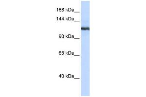 WB Suggested Anti-PLA2G4B Antibody Titration:  0. (PLA2G4B 抗体  (N-Term))