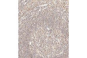 Immunohistochemical analysis of paraffin-embedded Human tonsil tissue using (ABIN654330 and ABIN2844106) performed on the Leica® BOND RXm. (CEPT1 抗体  (N-Term))