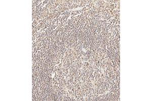 Immunohistochemical analysis of paraffin-embedded Human tonsil tissue using (ABIN654330 and ABIN2844106) performed on the Leica® BOND RXm.