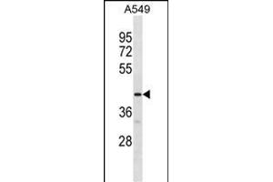 GPR52 Antibody (C-term) (ABIN1881387 and ABIN2838602) western blot analysis in A549 cell line lysates (35 μg/lane). (GPR52 抗体  (C-Term))