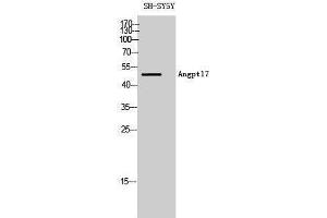 Western Blotting (WB) image for anti-Angiopoietin-Like 7 (ANGPTL7) (C-Term) antibody (ABIN3173787) (ANGPTL7 抗体  (C-Term))