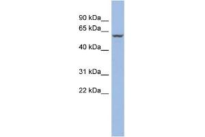 WB Suggested Anti-PPARA Antibody Titration:  0. (PPARA 抗体  (N-Term))