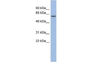 WB Suggested Anti-PPARA Antibody Titration:  0.