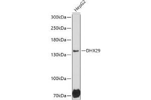 Western blot analysis of extracts of HepG2 cells, using DHX29 antibody (ABIN7266709) at 1:1000 dilution. (DHX29 抗体  (AA 1020-1369))