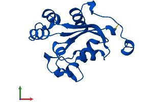 Protein Structure (PS) image for Nucleoside diphosphate kinase B (NME2) (AA 1-152) protein (His tag) (ABIN7556862)