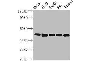 Western Blot Positive WB detected in: Hela whole cell lysate, A549 whole cell lysate, HepG2 whole cell lysate, 293 whole cell lysate, Jurkat whole cell lysate All lanes: POLDIP3 antibody at 3. (POLDIP3 抗体  (AA 100-221))