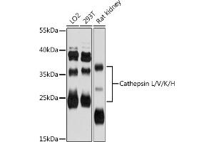 Western blot analysis of extracts of various cell lines, using Cathepsin L/V/K/H antibody (ABIN6127671, ABIN6139236, ABIN6139238 and ABIN6215797) at 1:3000 dilution. (Cathepsin L 抗体  (AA 114-333))