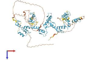 AlphaFold protein structure predicition of Human Recombinant ZFP64 Protein, UniprotID Q9NTW7 (ZFP64 Protein (AA 1-645) (His tag))