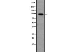 Western blot analysis of PPP1R10 expression in Hela cell lysate,The lane on the left is treated with the antigen-specific peptide. (PPP1R10 抗体  (C-Term))