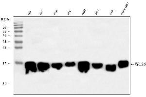 Western blot analysis of RPL36 using anti-RPL36 antibody (ABIN7602917).