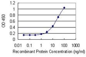 Detection limit for recombinant GST tagged KLK2 is 0. (Kallikrein 2 抗体  (AA 1-262))