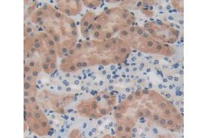 Used in DAB staining on fromalin fixed paraffin- embedded kidney tissue (PTPN13 抗体  (AA 1-161))