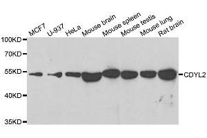 Western blot analysis of extracts of various cell lines, using CDYL2 antibody. (CDYL2 抗体  (AA 60-230))