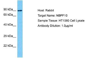 Host: Rabbit Target Name: NBPF10 Sample Type: HT1080 Whole Cell lysates Antibody Dilution: 1. (NBPF10 抗体  (C-Term))
