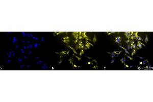 Immunocytochemistry/Immunofluorescence analysis using Mouse Anti-HO-1 Monoclonal Antibody, Clone 1F12-A6 . (HMOX1 抗体  (AA 1-30) (Atto 594))