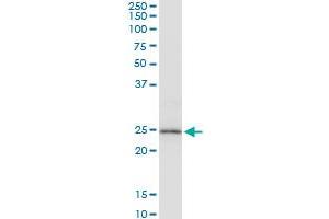 Western Blotting (WB) image for anti-Peroxiredoxin 3 (PRDX3) (AA 1-256) antibody (ABIN524343)