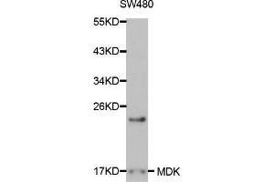 Western blot analysis of extracts of SW480 cells, using MDK antibody. (Midkine 抗体  (AA 21-143))