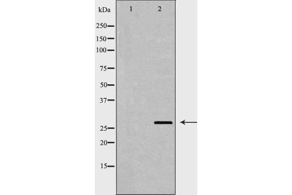PSMA3 抗体  (Internal Region)