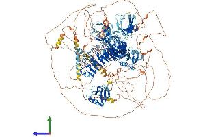 AlphaFold protein structure predicition of Human Recombinant SCRIB Protein, UniprotID Q14160 (SCRIB Protein (AA 1-1630) (His tag))