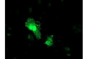 Anti-TOMM34 mouse monoclonal antibody (ABIN2454808) immunofluorescent staining of COS7 cells transiently transfected by pCMV6-ENTRY TOMM34 (RC201083). (TOMM34 抗体)