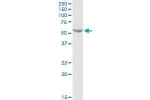 PTPN5 MaxPab rabbit polyclonal antibody.