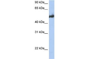 WB Suggested Anti-BAG3 Antibody Titration:  0. (BAG3 抗体  (Middle Region))