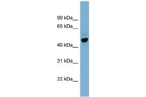 WB Suggested Anti-ONECUT2  Antibody Titration: 0. (ONECUT2 抗体  (Middle Region))