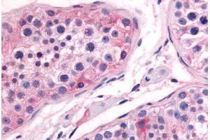 Human Testis (formalin-fixed, paraffin-embedded) stained with PTGES antibody ABIN213597 at 10 ug/ml followed by biotinylated goat anti-rabbit IgG secondary antibody ABIN481713, alkaline phosphatase-streptavidin and chromogen. (Prostaglandin E Synthase 抗体  (N-Term))
