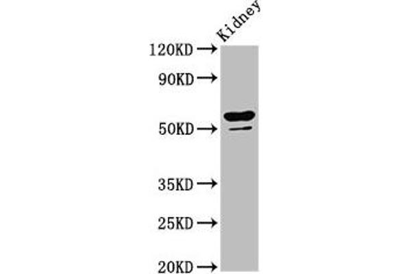 CYP8B1 抗体  (AA 303-440)