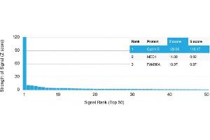 Specificity of ABIN6383795 to Cyclin E1 was tested on a human protein array, showing monospecificity against >19,000 full-length human proteins.