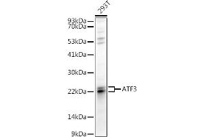 Western blot analysis of extracts of 293T cells, using  antibody (ABIN6127378, ABIN6137233, ABIN6137235 and ABIN6217480) at 1:1000 dilution. (ATF3 抗体  (AA 1-181))