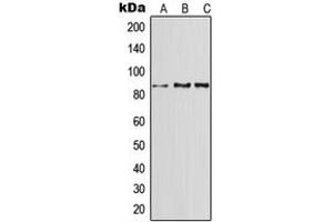 Western blot analysis of CD91 expression in A549 (A), SP2/0 (B), H9C2 (C) whole cell lysates. (LRP1 抗体  (N-Term))