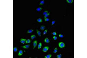 Immunofluorescent analysis of A549 cells using ABIN7163139 at dilution of 1:100 and Alexa Fluor 488-congugated AffiniPure Goat Anti-Rabbit IgG(H+L) (PEMT 抗体  (AA 2-49))